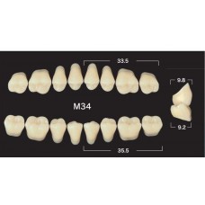 Зубы акриловые двухслойные GLORIA Naperce боковые нижние, M34