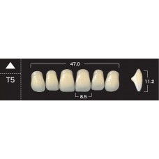 Зубы акриловые двухслойные GLORIA New Ace, фронтальные верхние, фасон Т5