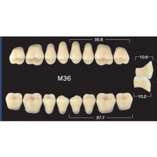 Зубы акриловые двухслойные GLORIA Naperce боковые верхние, фасон М36