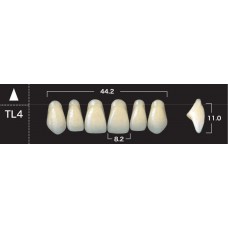 Зубы акриловые двухслойные GLORIA New Ace, фронтальные верхние, фасон ТL4