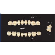 Зубы акриловые двухслойные GLORIA Naperce боковые нижние, фасон M28