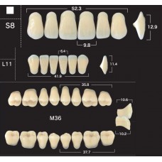 Зубы акриловые двухслойные GLORIA New Ace & Naperce, полный гарнитур S8 M36