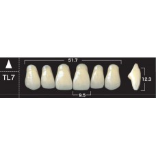 Зубы акриловые двухслойные GLORIA New Ace, фронтальные верхние, фасон ТL7
