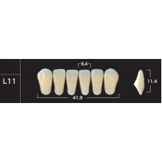 Зубы акриловые двухслойные GLORIA New Ace, фронтальные нижние, фасон L11